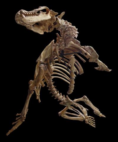 extinct seal Allodesmus Sharktooth Hill Bone Bed San bakersfield Diego Natural History Museum